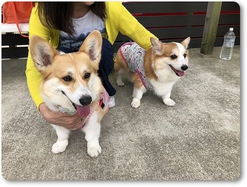 リアルコーギー牧場で放牧 陽菜ちゃんも花さんといっしょ リアルコーギー牧場で放牧 陽菜ちゃんも花さんといっしょ