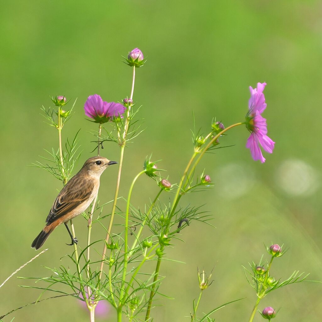 10月13日今季初撮り、コスノビ : 鳥とり日記3