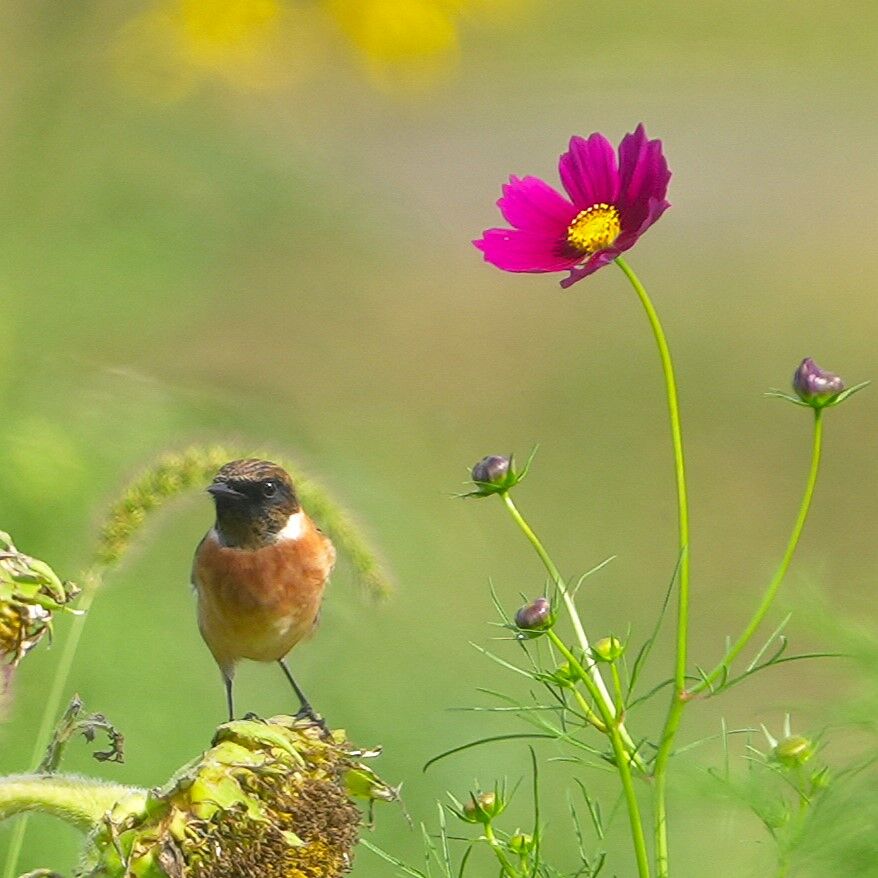 10月13日今季初撮り、コスノビ : 鳥とり日記3