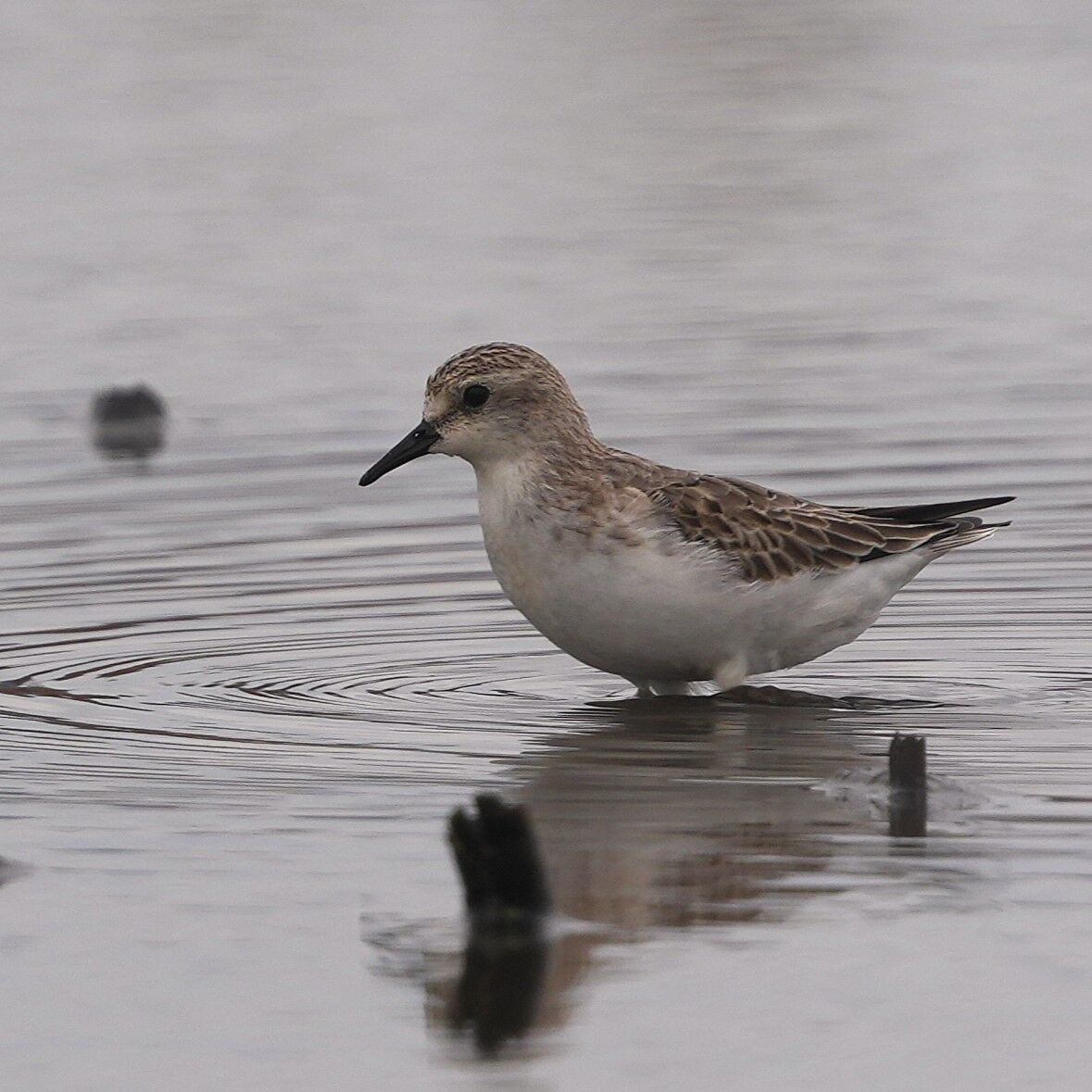 10月21日ツメナガセキレイいろいろです① : 鳥とり日記3