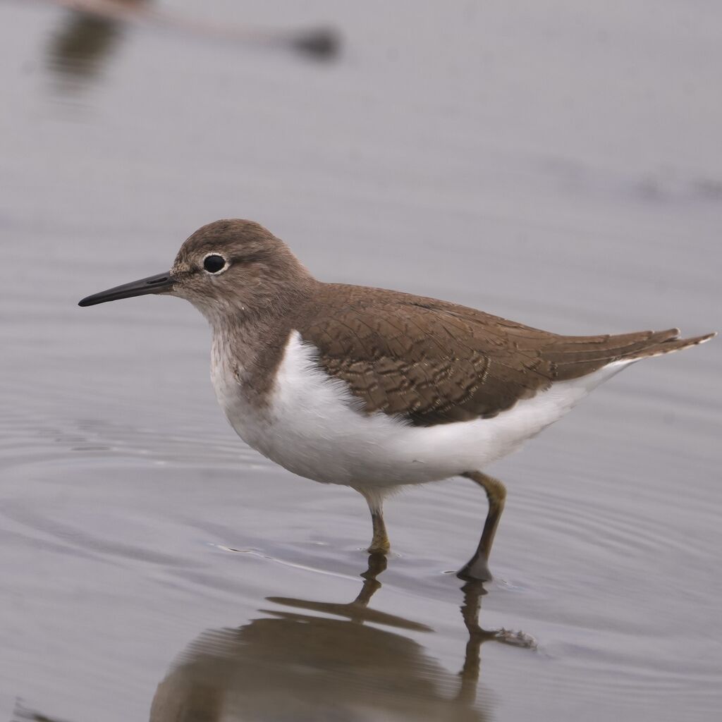 10月21日ツメナガセキレイいろいろです① : 鳥とり日記3