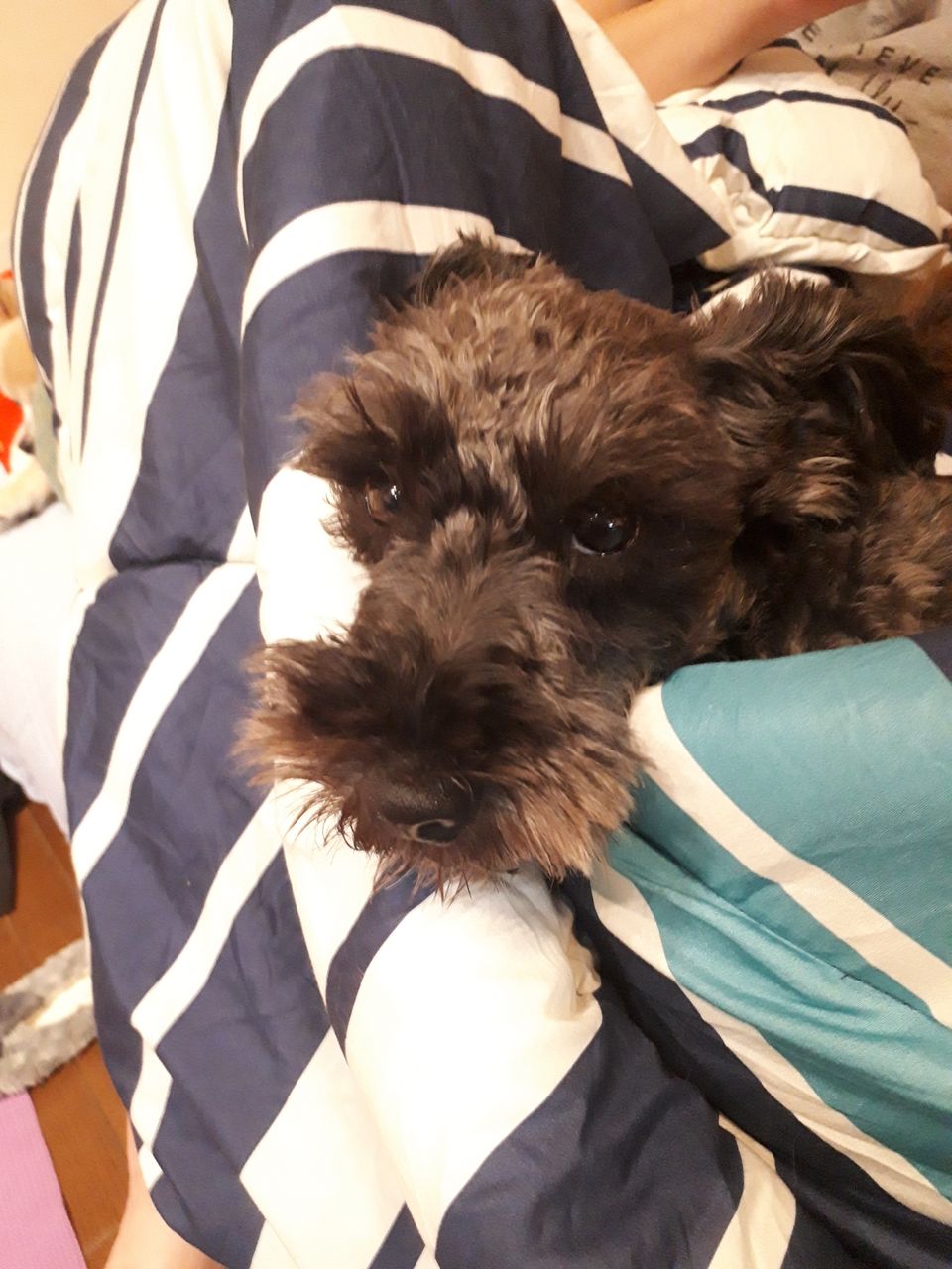 喋る犬ミニチュアシュナウザー２その理由 ふわふわ日曜日のblog