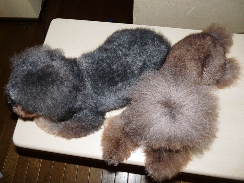 すっきり サマーカット 柴犬 トイプードルの くろくろまろまゆ