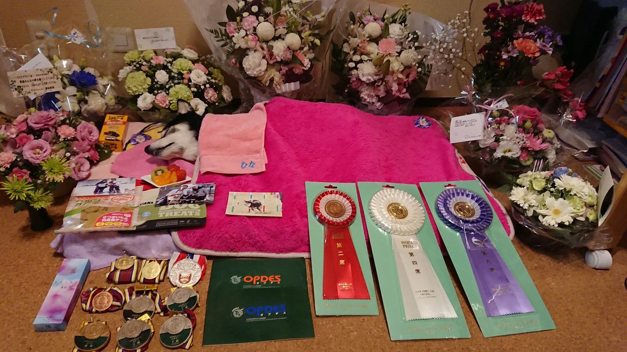 雛が虹の橋を渡りました 柴犬 トイプードルの くろくろまろまゆ