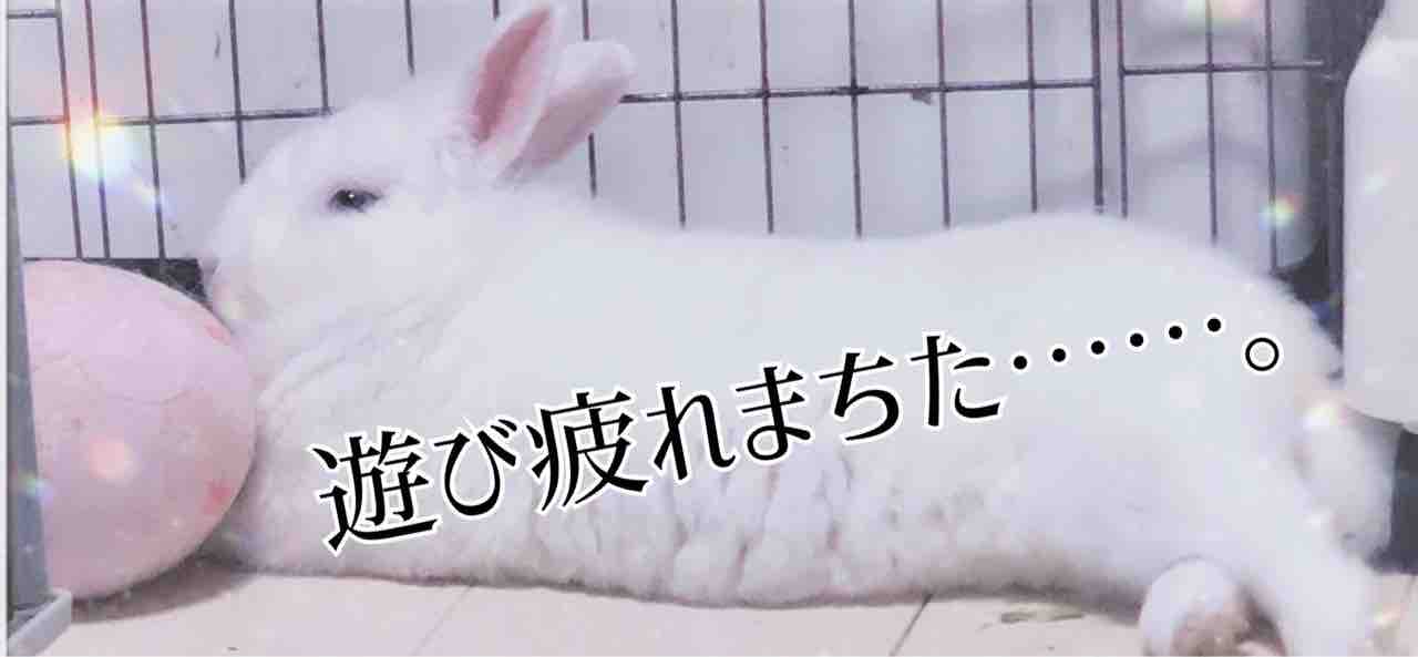 ボール遊びが大好きなひなさん うさぎざんまい ボール遊びが大好きなひなさん うさぎざんまい