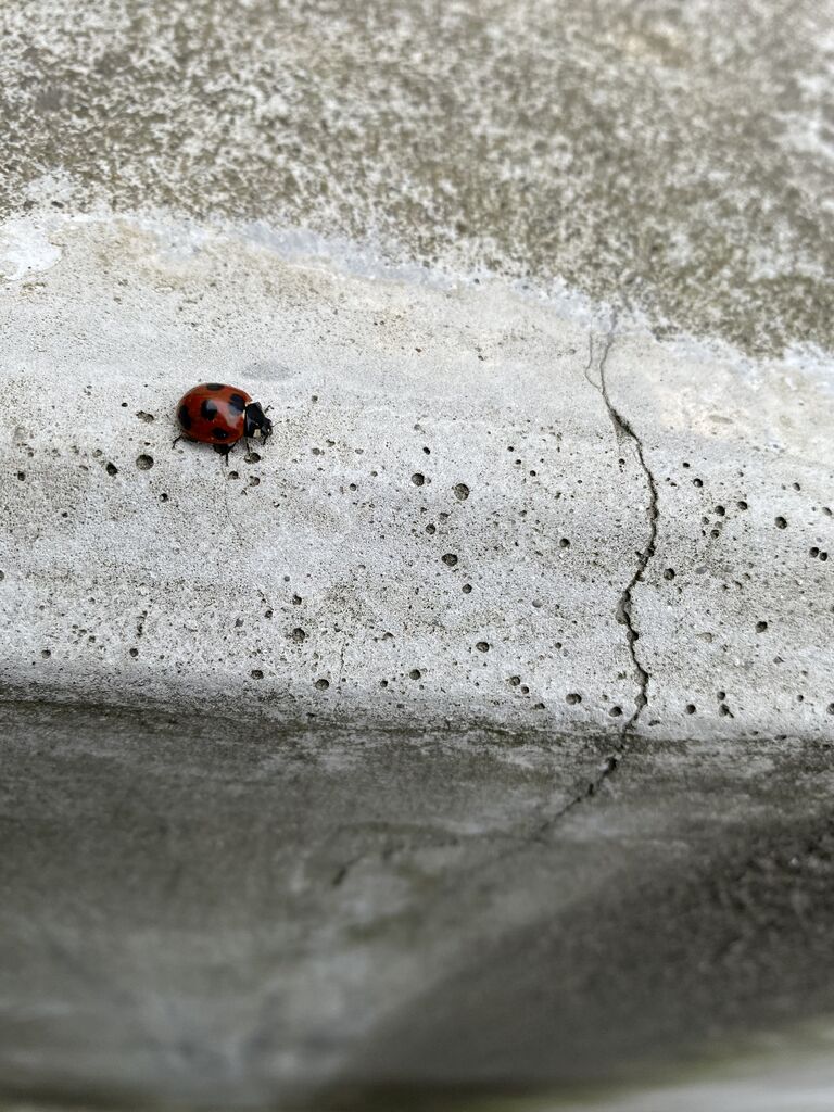 わが心奥までわれのしるべせよ わが行く道はわれのみぞ知る Hinarisuの日々