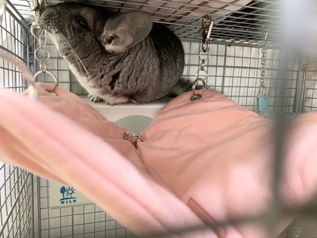 CBA74B45-965A-4CD9-9526-A8458EC1D19E