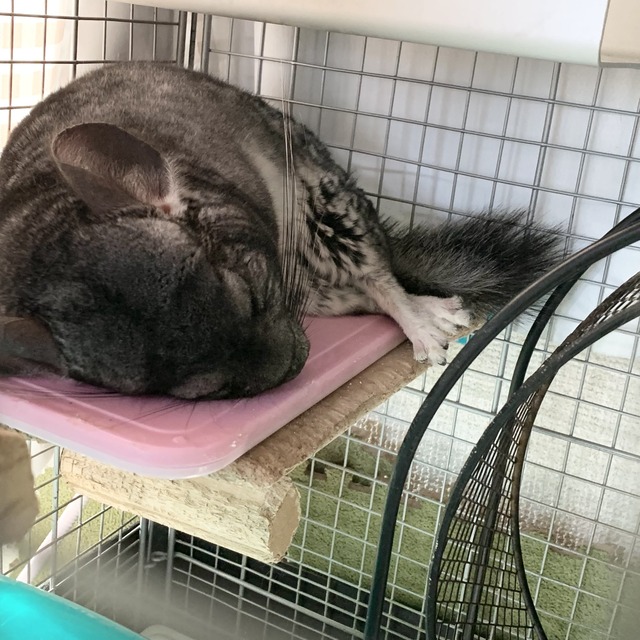 26879EF2-5337-4A11-8F0C-309D4E85F3FB