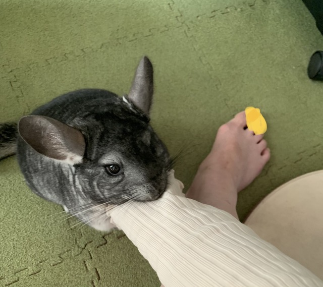 2903B113-C09C-444D-9C90-01D8DA161DB4