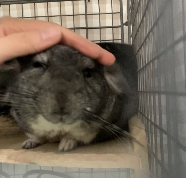 54558533-8663-40ED-83FE-008FBF81A02B