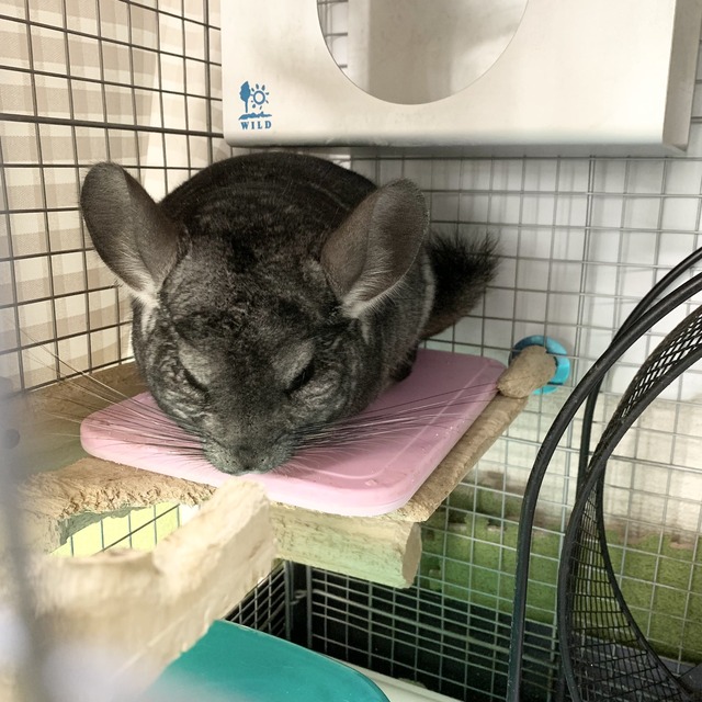 C00514AD-141C-4B93-B275-9FA8481A03EB