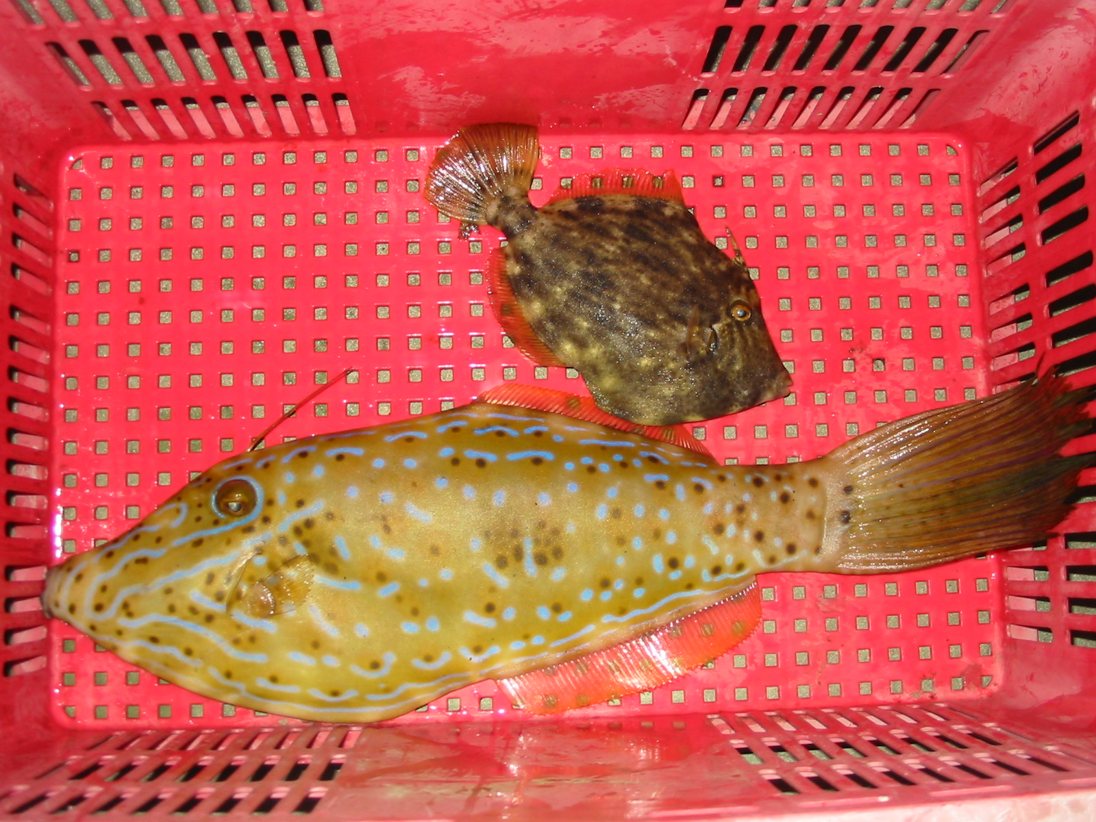 すごい魚が日生で釣れました 穏やかな瀬戸内海でゆったりと楽しいマリンライフを満喫したい 皆様へ