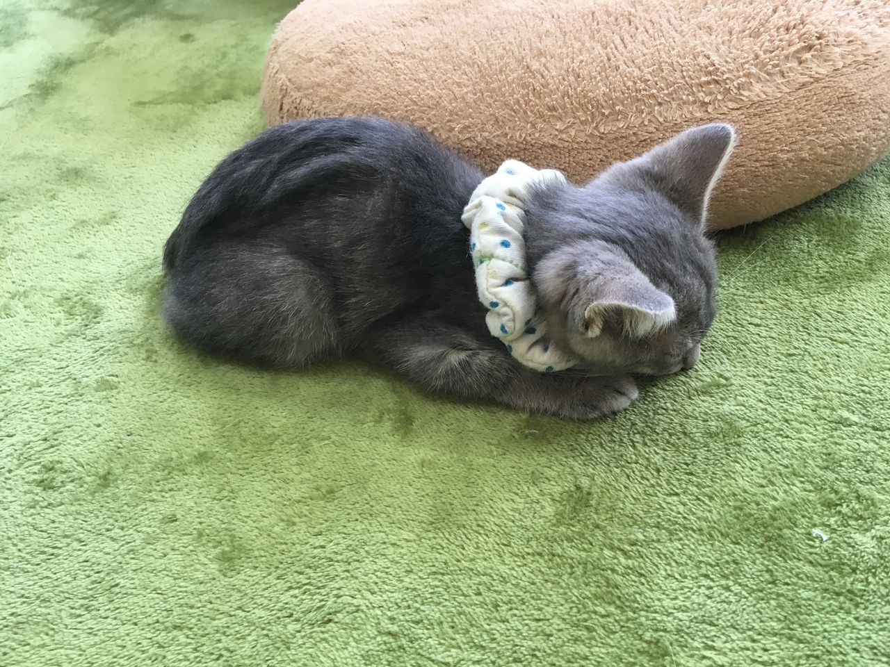 武蔵小山から猫カフェ 陽だまり散歩 武蔵小山から猫カフェ 陽だまり散歩