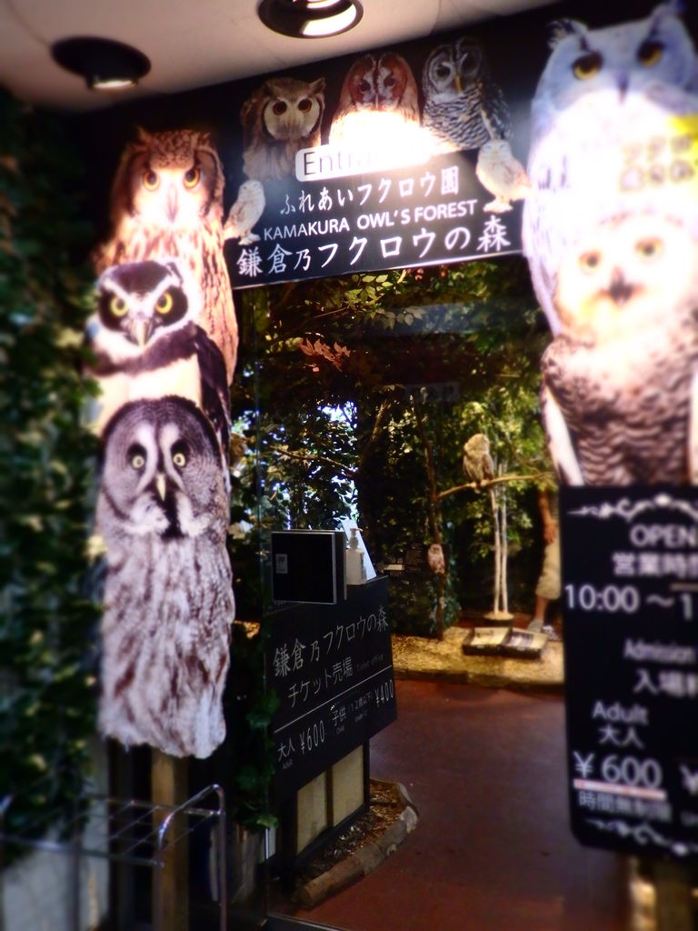 鎌倉 材木座 フクロウの森 陽だまり散歩 鎌倉 材木座 フクロウの森 陽だまり散歩