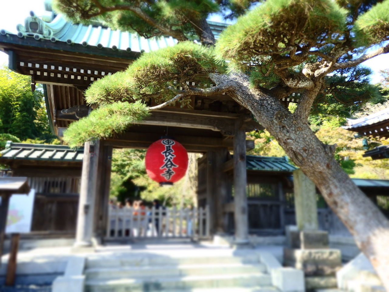 鎌倉 長谷寺 北鎌倉 陽だまり散歩 鎌倉 長谷寺 北鎌倉 陽だまり散歩