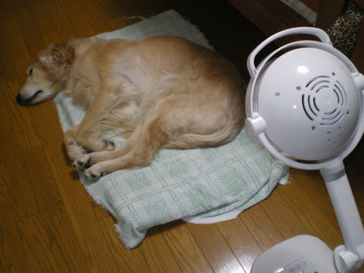 赤外線治療器 箱入り犬娘 赤外線治療器 箱入り犬娘