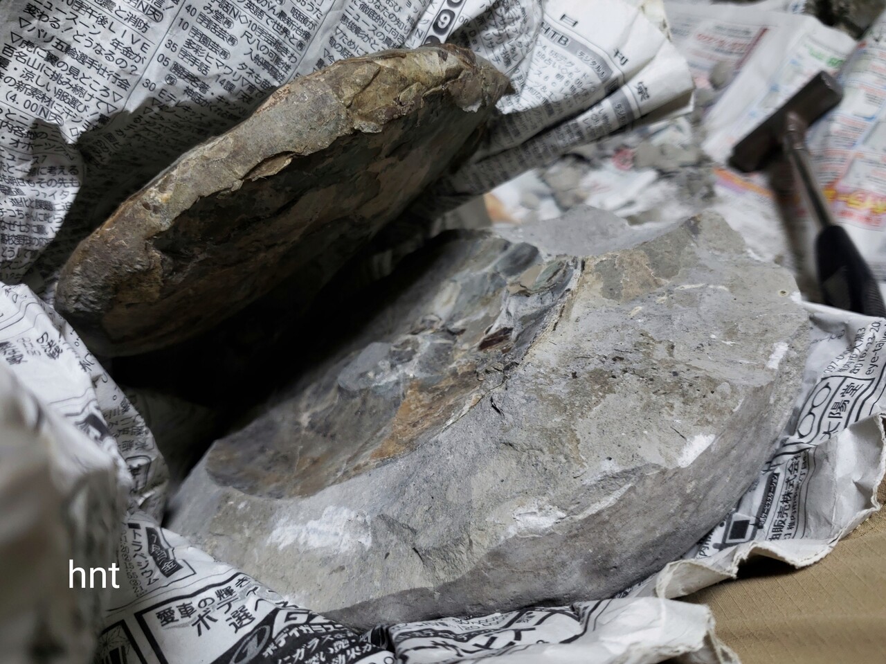 理想的なパキディスカス : 石拾いの日記