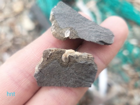 石像 Amazon.co.jp: 石膏像 K－140 ニオベ胸像 H．65cm