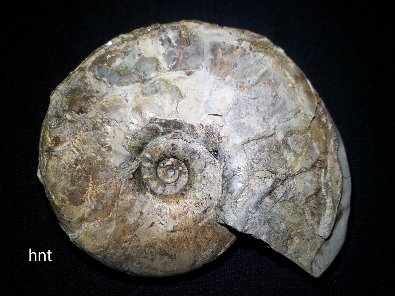 理想的なパキディスカス : 石拾いの日記