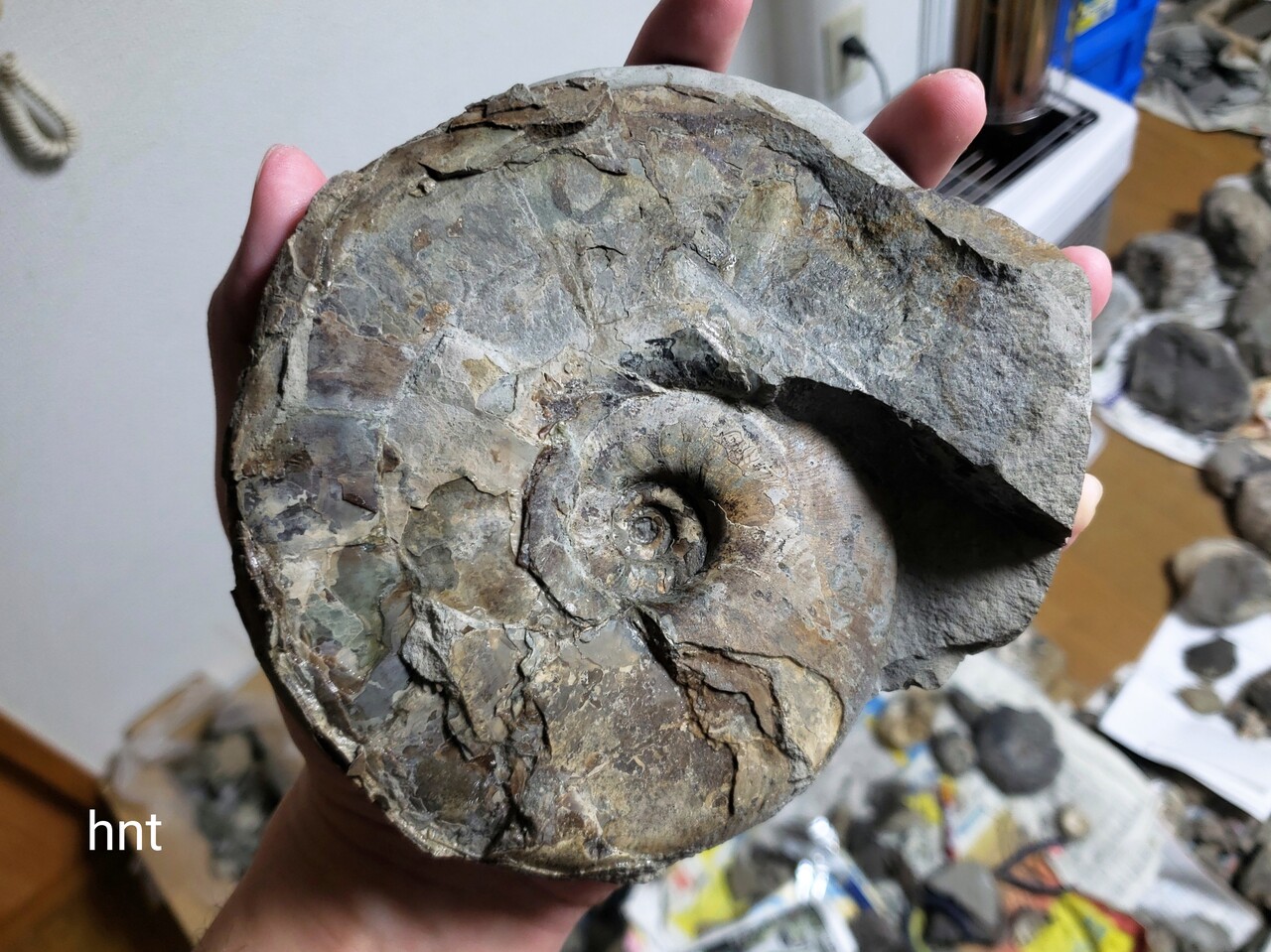 理想的なパキディスカス : 石拾いの日記