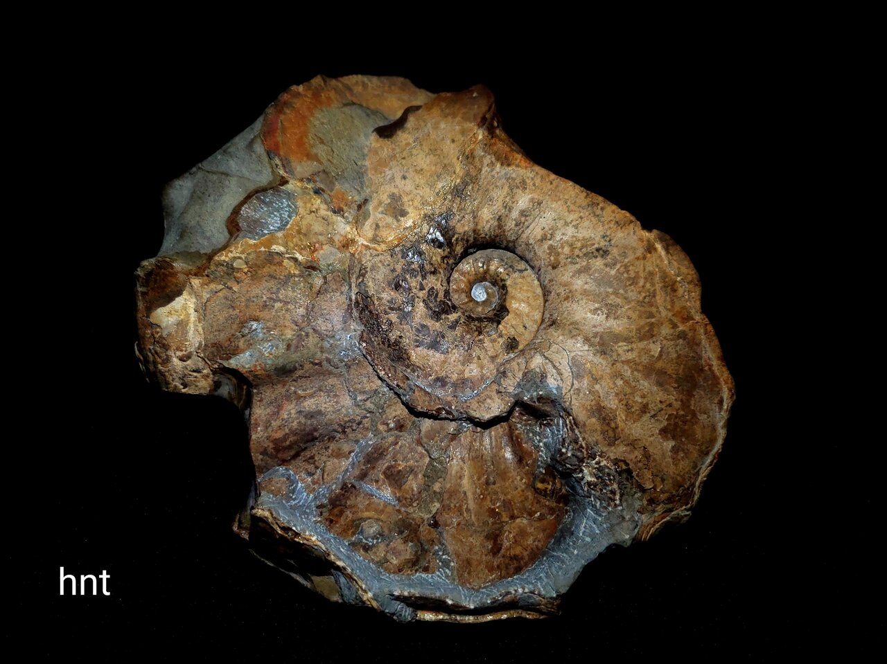 アンモナイト大BIGクリーム×グレー美しい