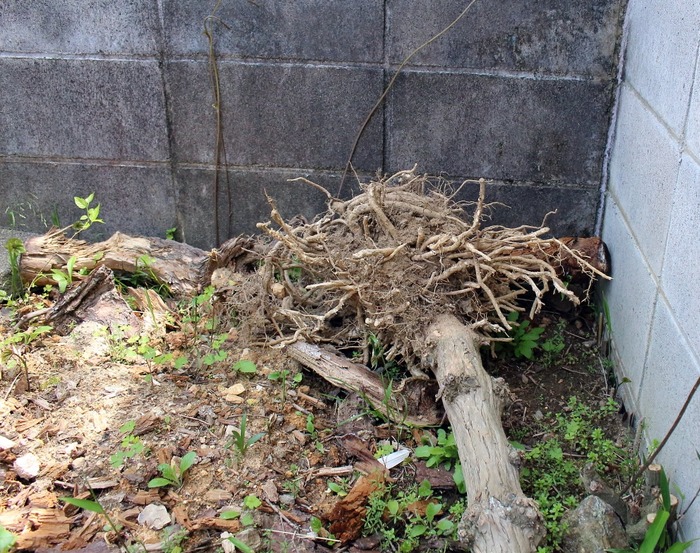 木の根っこ