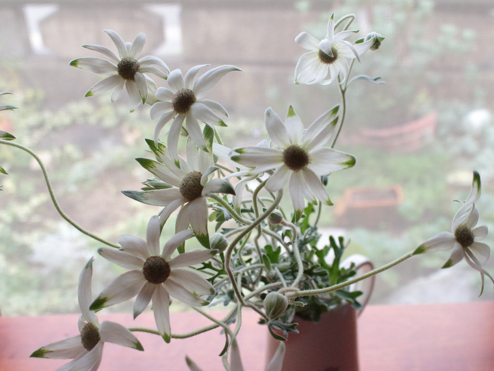 心を癒す岐阜の花 フランネルフラワー 岐阜クッキングアンバサダー ひなcafestyle 心を癒す岐阜の花 フランネルフラワー 岐阜クッキングアンバサダー ひなcafestyle