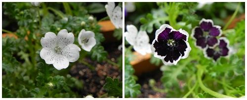 今年の春の花 ネモフィラ プラチナスカイ や イベリス 他 お庭の様子 ひなcafestyle 今年の春の花 ネモフィラ プラチナスカイ や イベリス 他 お庭の様子 ひなcafestyle