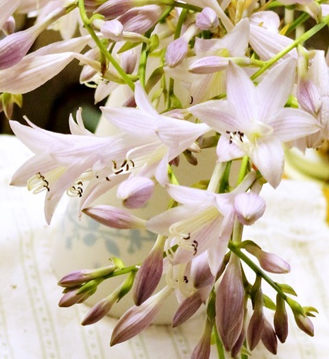 きぼうしの花
