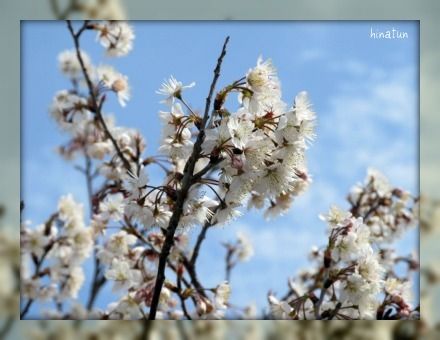 ひなちゅんの!なちゅらる日記-桜