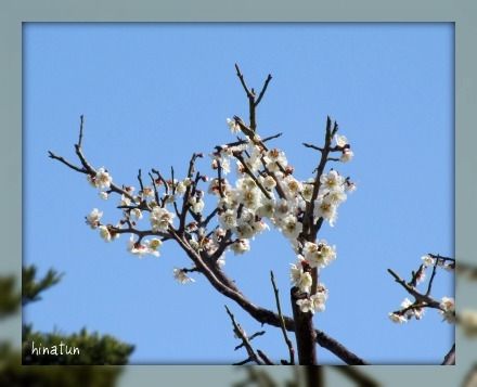 ひなちゅんの!なちゅらる日記-白梅