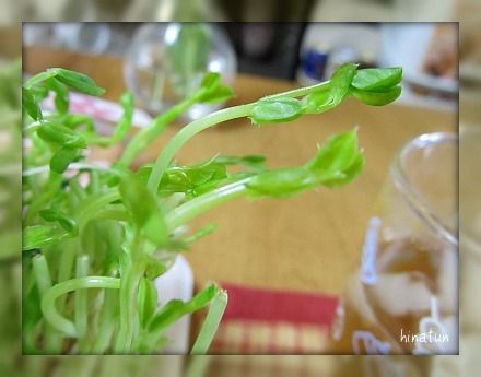 ひなちゅんの!なちゅらる日記-豆苗