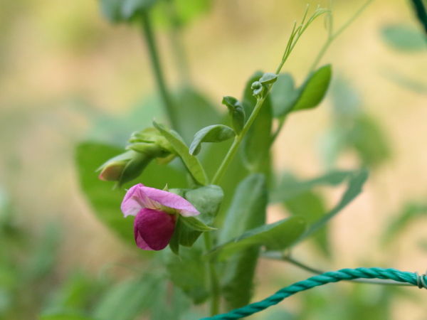 0529豆苗の花