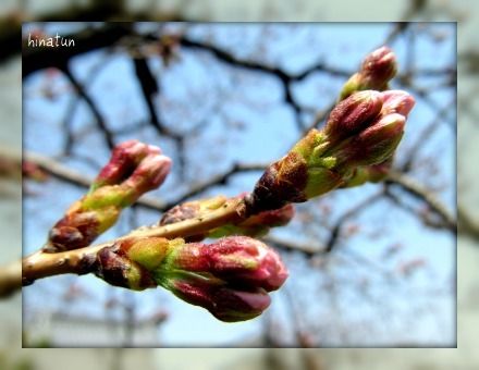 ひなちゅんの！なちゅらる日記-桜のつぼみ