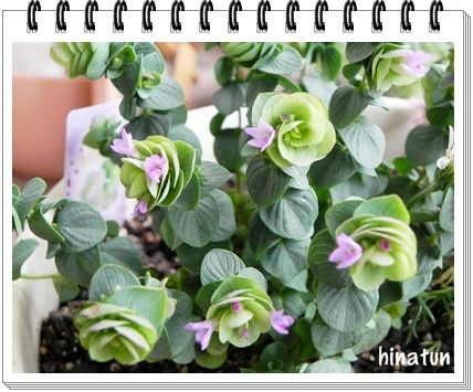 メロンの花 ラムズイヤーの花 その他いっぱいｗｗ ひなcafestyle