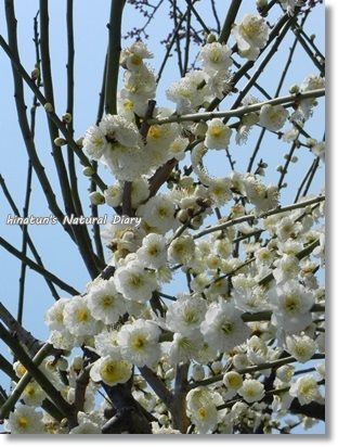 白梅もこもこ