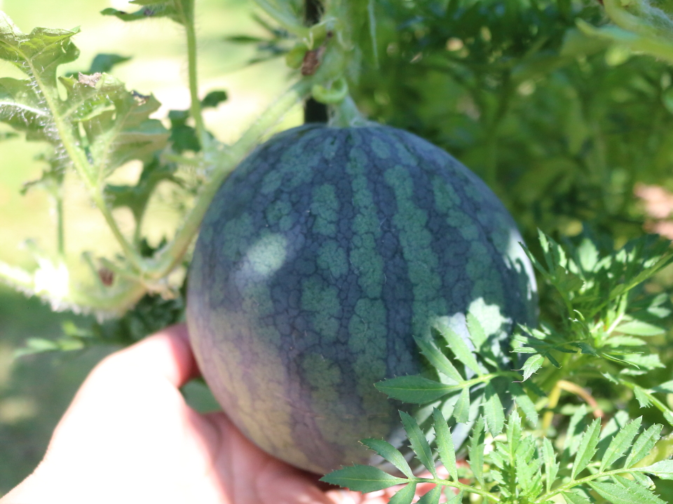 バターナッツかぼちゃの収穫時期 小玉すいかとメロン ゴーヤの様子 ひなcafestyle バターナッツかぼちゃの収穫時期 小玉すいかとメロン ゴーヤの様子 ひなcafestyle