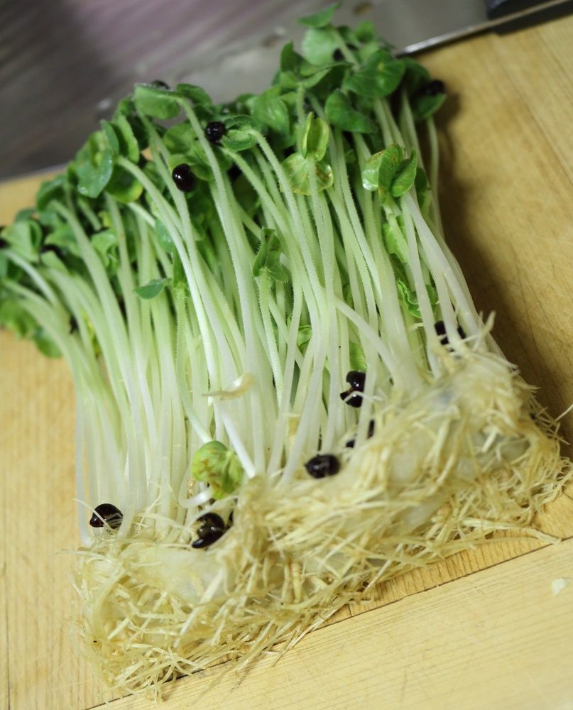 おくらの新芽 リボベジ始めました 今夜はキムチ鍋 ひなcafestyle