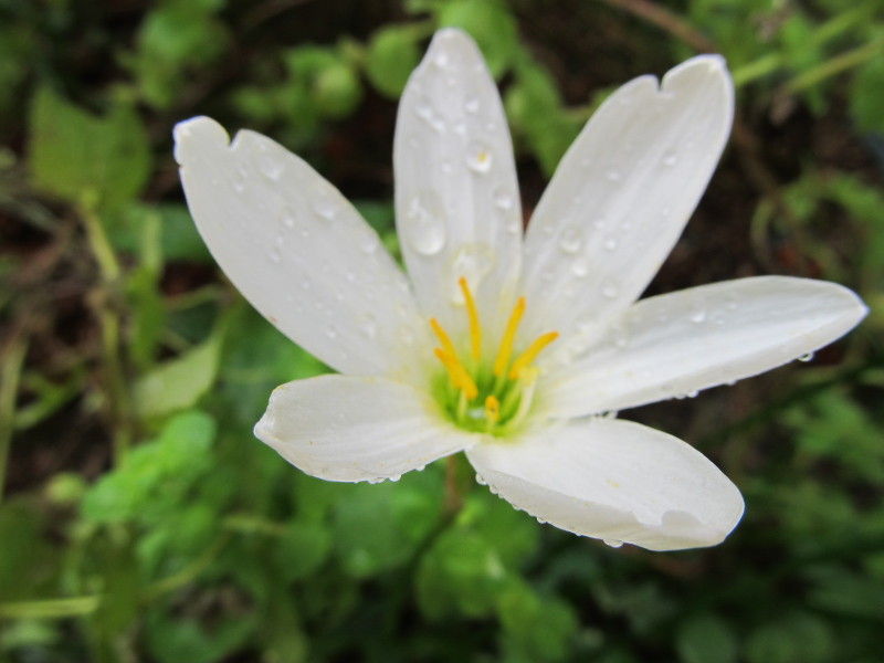 花火大会