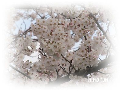 ひなちゅんの!なちゅらる日記-桜