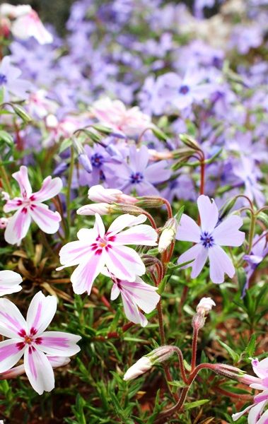 芝桜