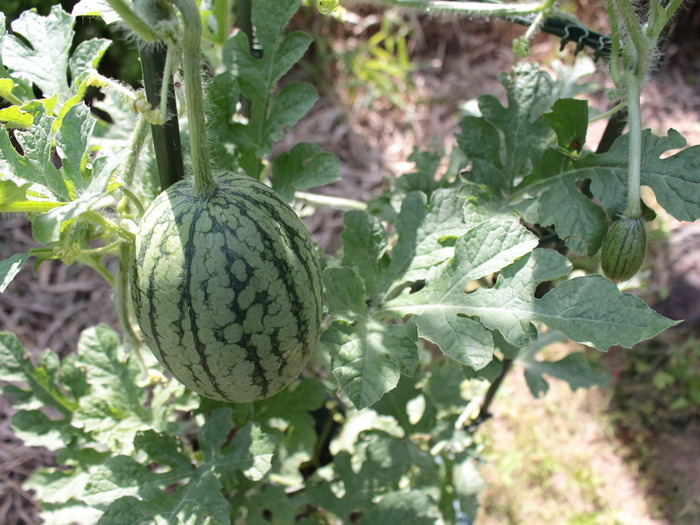 今年の夏野菜たち（１）家庭菜園を楽しもう。