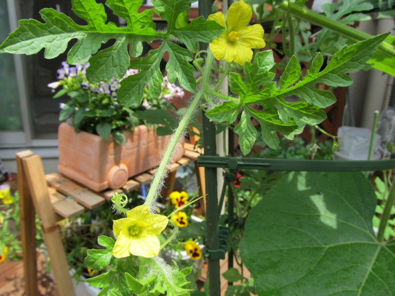 小玉すいかの花☆こぼれ種