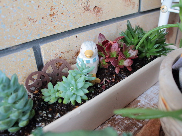 多肉寄せ植え3