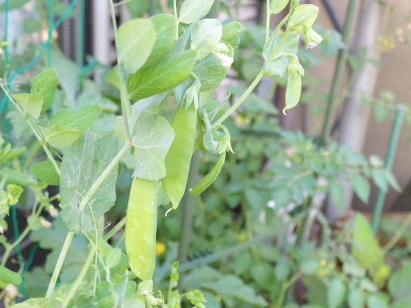 豆苗 さやえんどうの事実 スーパーの豆苗を水じゃなくて土に植えてみた ひなcafestyle