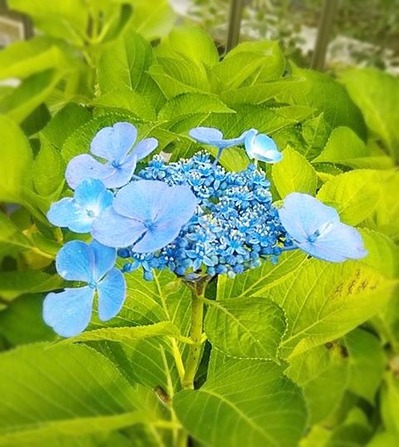 紫陽花