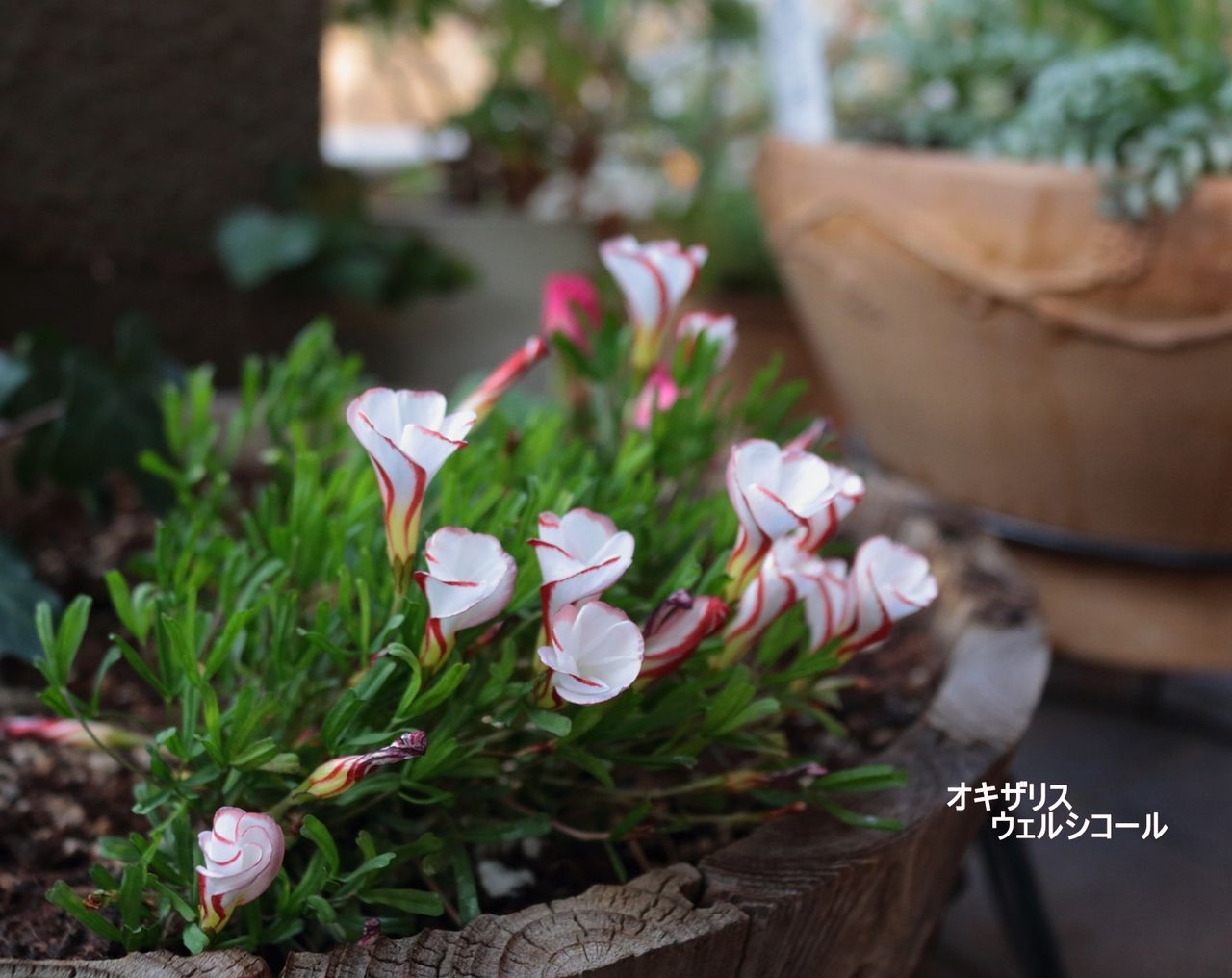 今年の春の花 ネモフィラ プラチナスカイ や イベリス 他 お庭の様子 ひなcafestyle 今年の春の花 ネモフィラ プラチナスカイ や イベリス 他 お庭の様子 ひなcafestyle