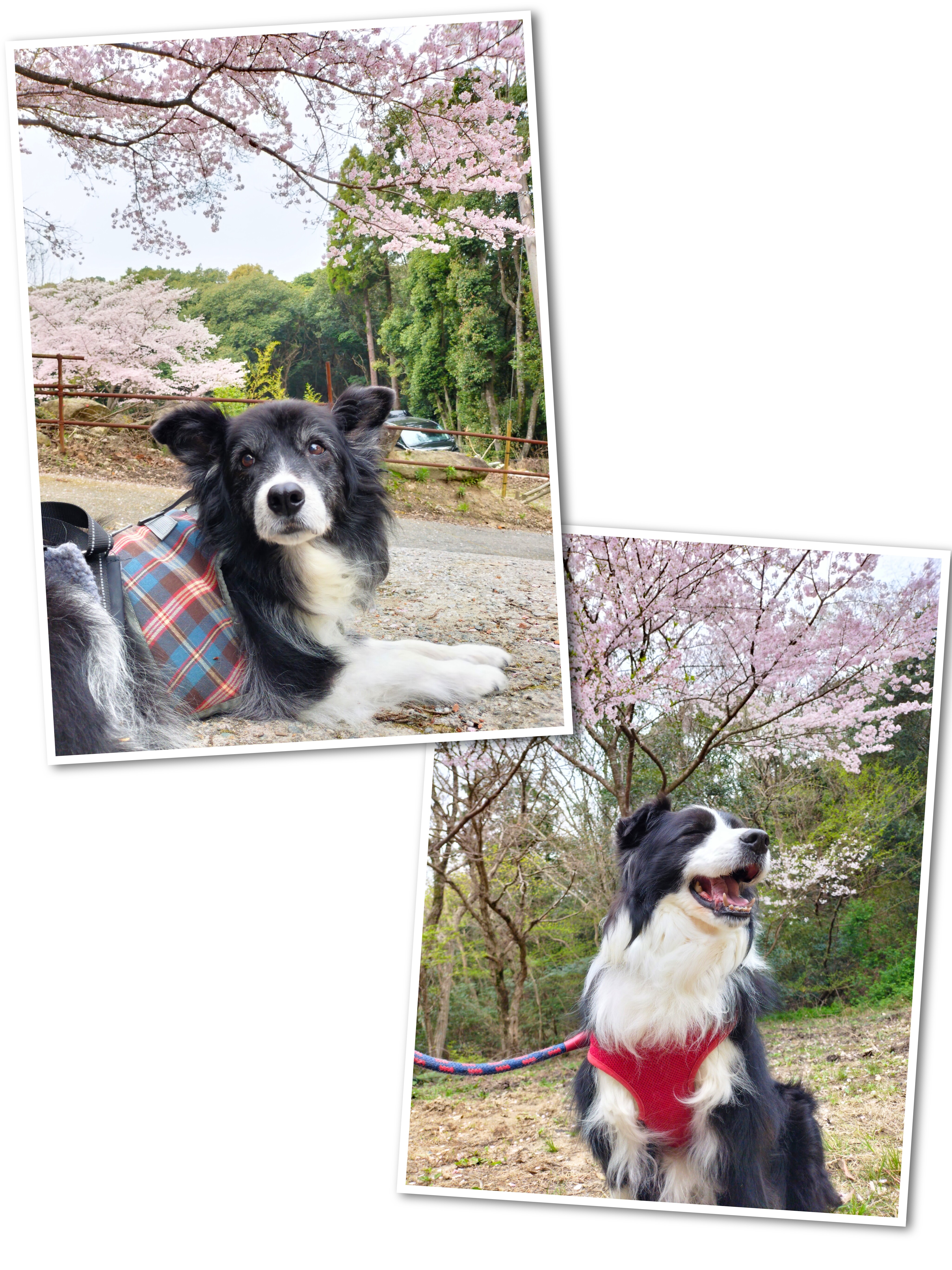 InCollage_20250403_155956045