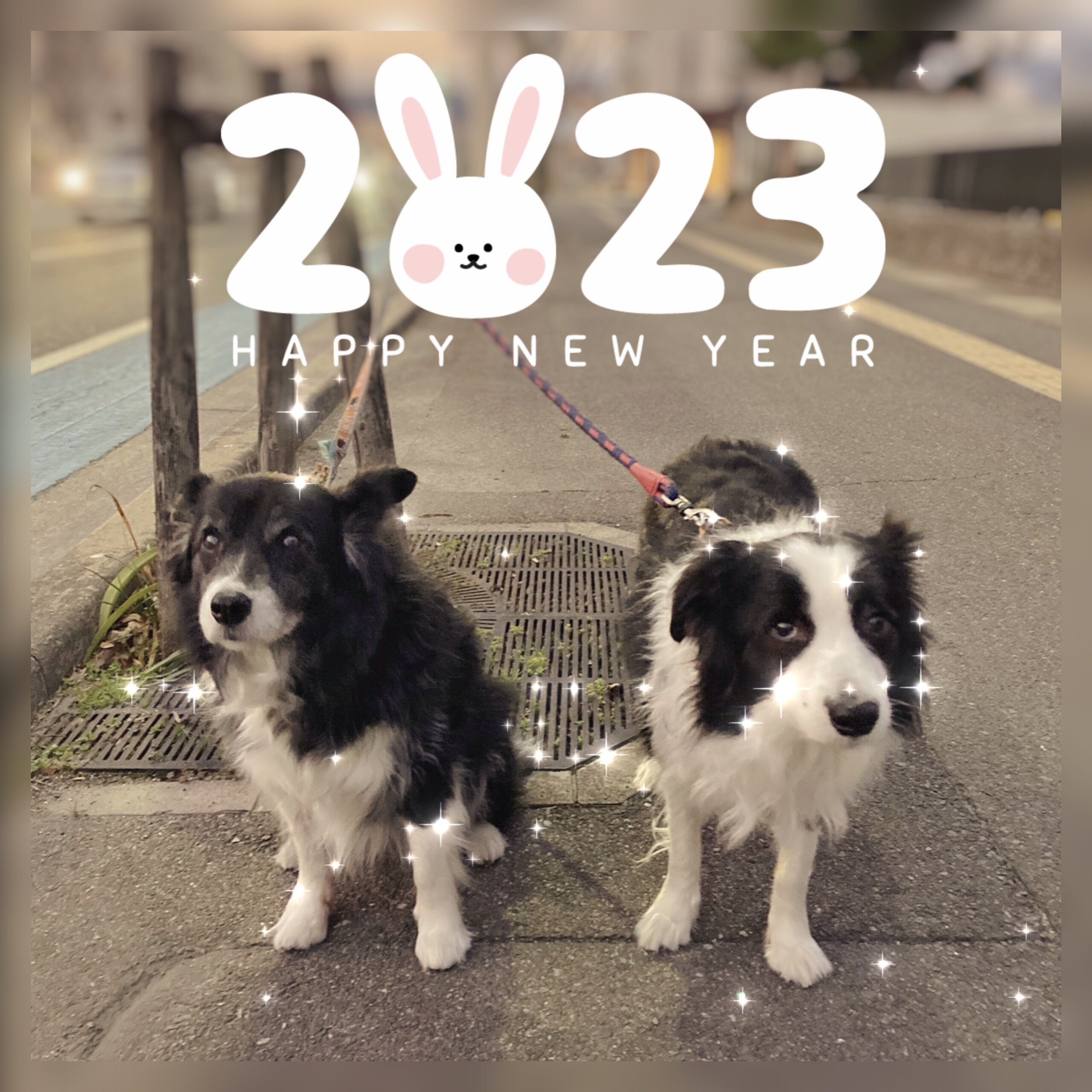 今年も黒白組をよろしくお願いします。 : 猫好きが犬を飼いまして~ひなずな黒白日記〜