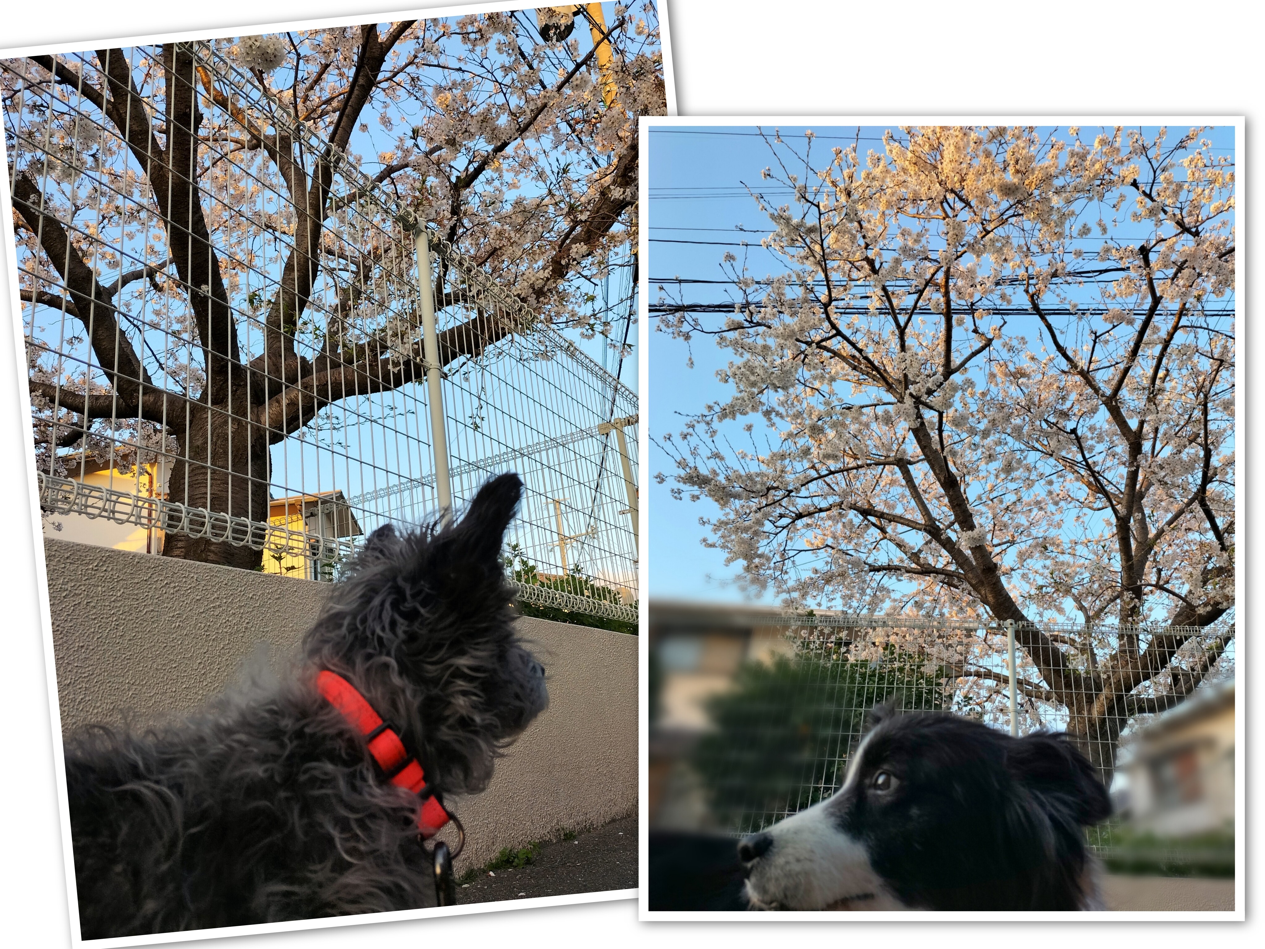 InCollage_20250403_163626934